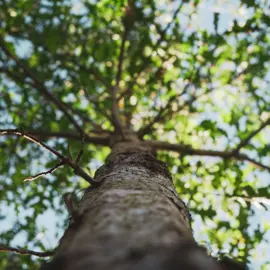 Looking up at tree