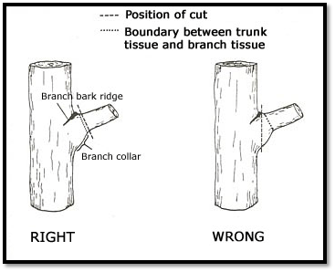 Proper pruning techniques continued.