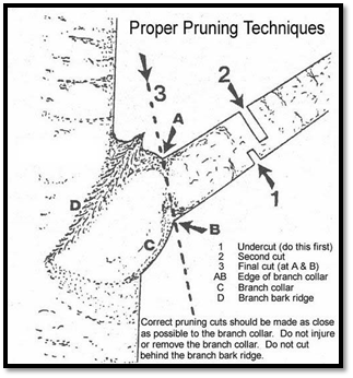 Proper pruning techniques