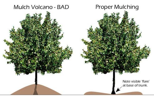 Proper mulching techniques.