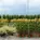 Tree nursery