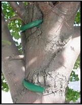 Proper Stake for trees