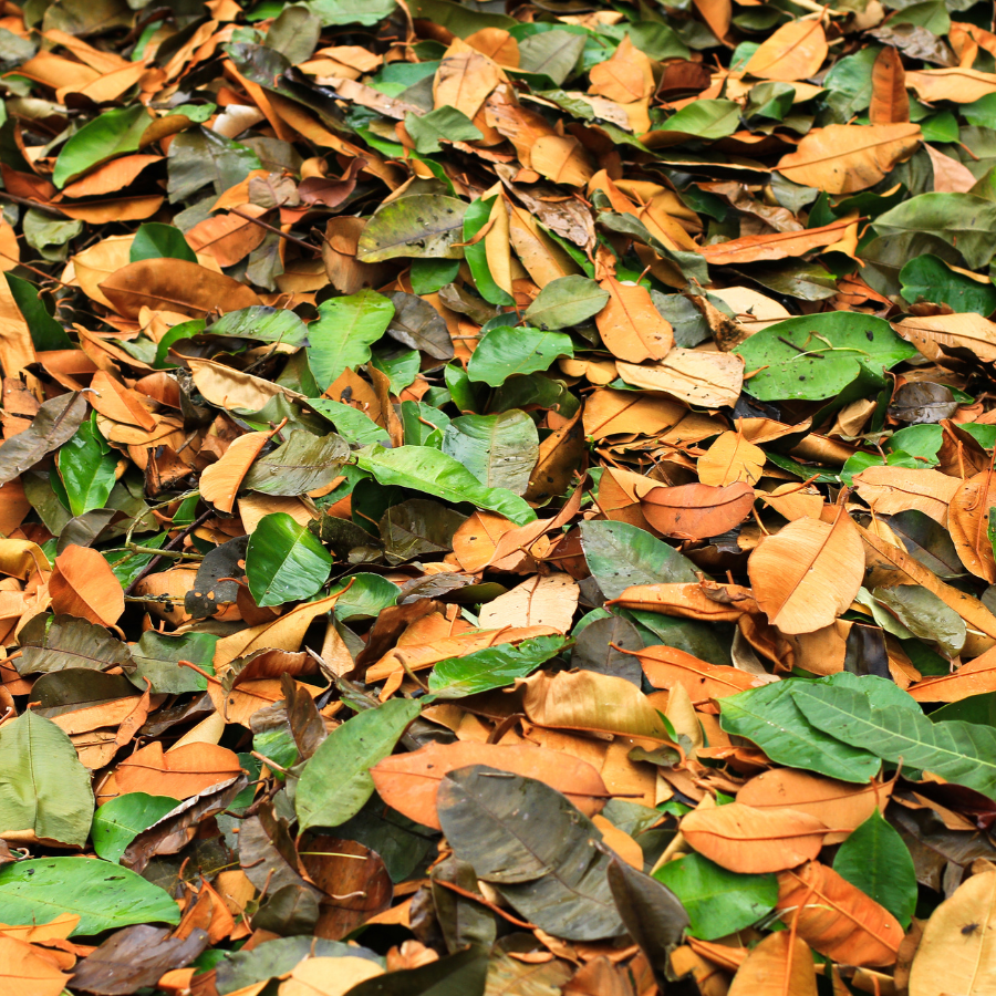 Leaves graphic.